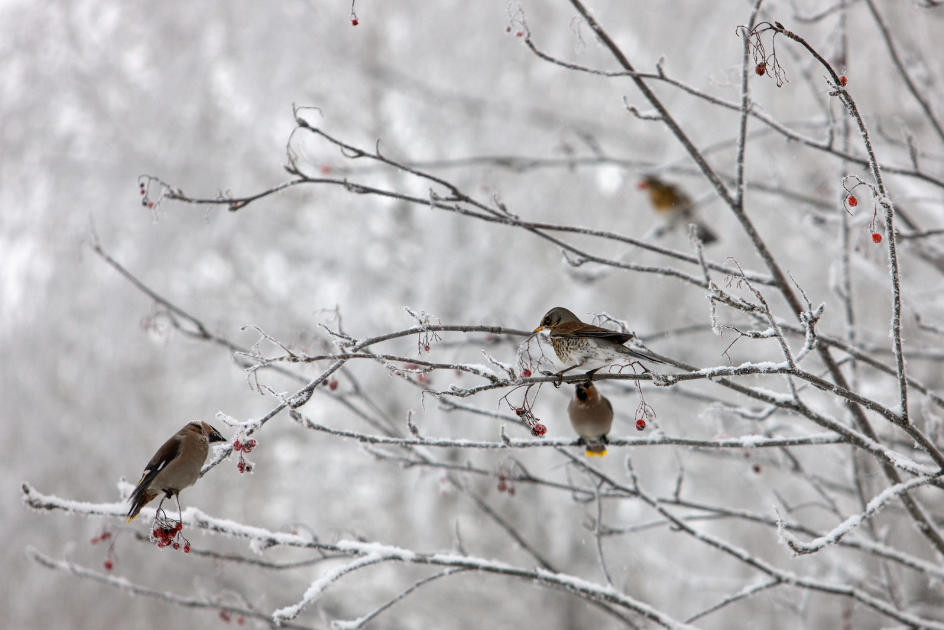 Four birds on icy tree branches